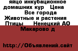 яйцо инкубационное домашних кур › Цена ­ 25 - Все города Животные и растения » Птицы   . Ненецкий АО,Макарово д.